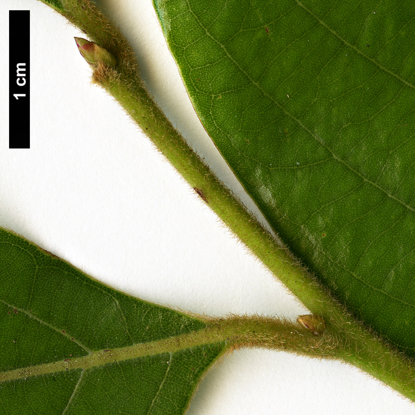 High resolution image: Family: Lauraceae - Genus: Lindera - Taxon: nacusua